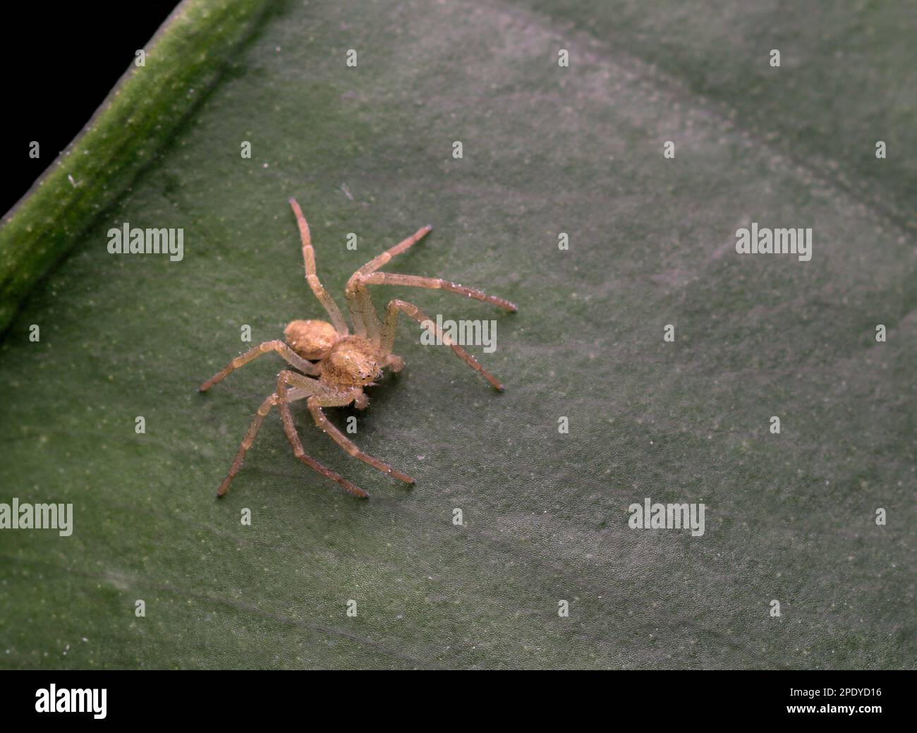 Kleine (Krabben-)Spinne lauert auf einem Blatt für Beute, Arachniden, Makrofotografie, gruselig Stockfoto