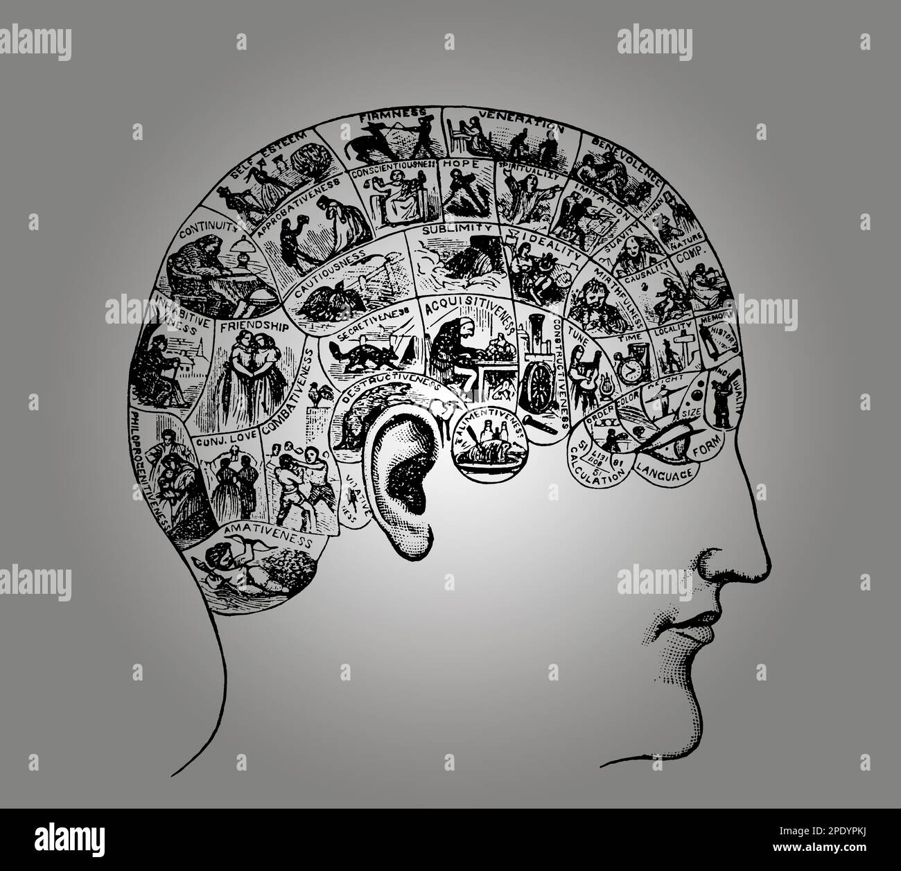 Phrenologisches Diagramm, Kopf mit mentalen und moralischen Fähigkeiten, 19. Jahrhundert Stockfoto