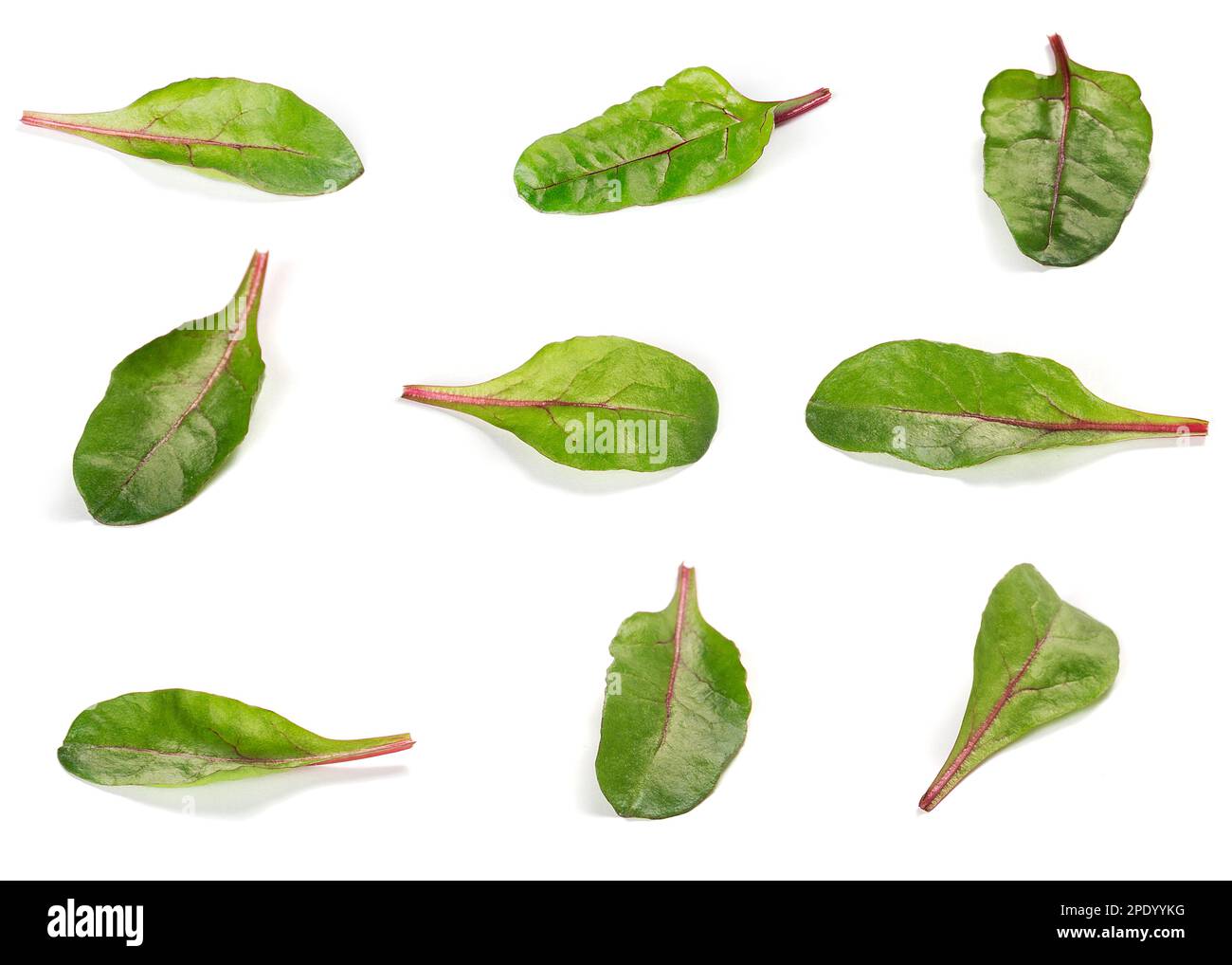 Verschiedene Variationen von Mangold-Blättern isoliert auf weißem Hintergrund Stockfoto