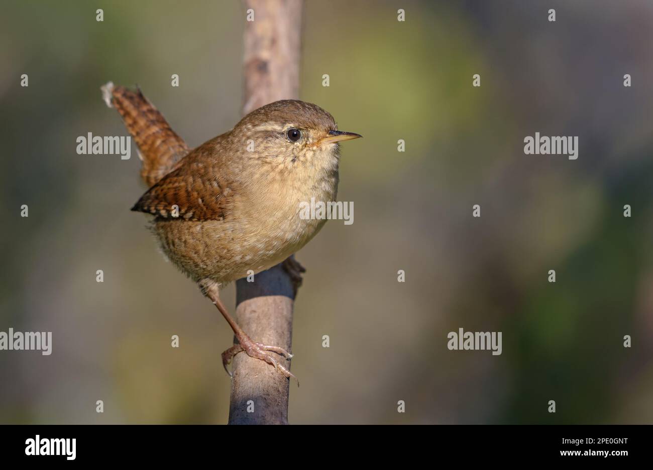 Minimalistischer eurasischer Wren (Troglodytes troglodytes) auf einem vertikalen Ast mit glattem Hintergrund Stockfoto