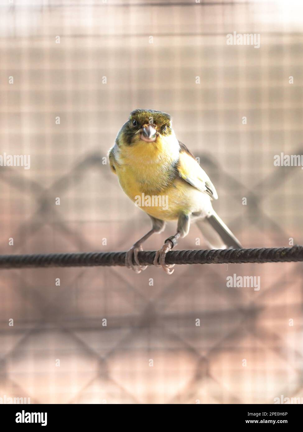 Kanarienvogel im Käfig füttern und auf Holzstäbchen und Drähten sitzen. Serinus canaria