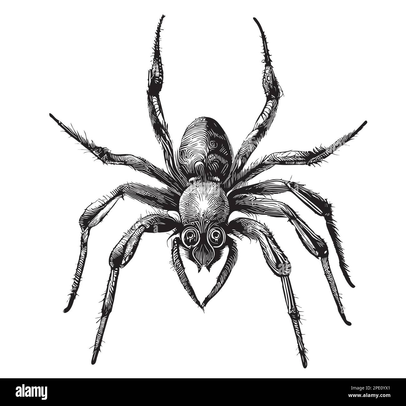 Spider Sketch handgezeichnete Vektordarstellung, Insekten Stock Vektor