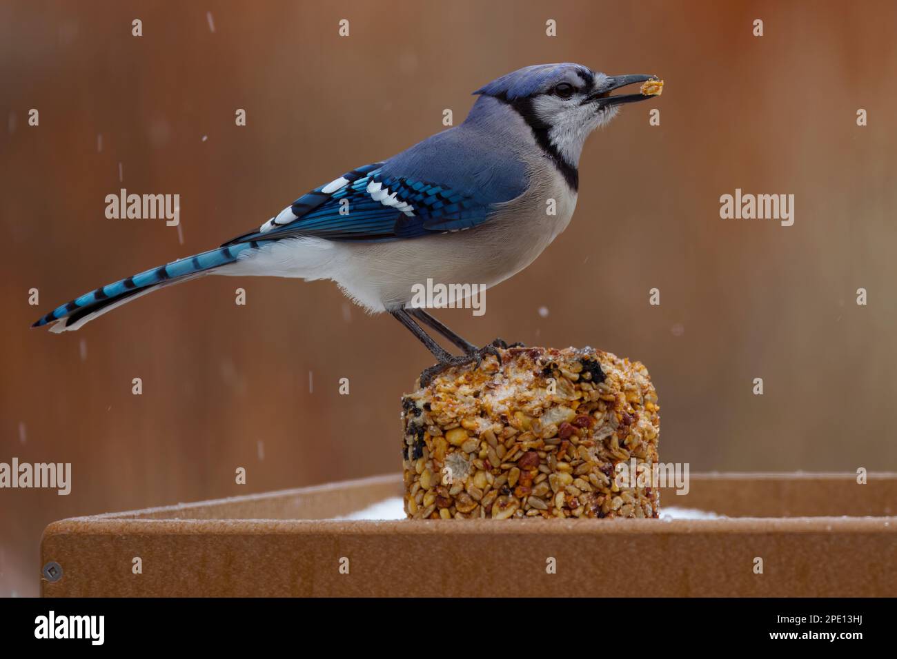 Ein wunderschöner Blue Jay an einem Wintermorgen. Dieser große singvogel ist vielen Menschen bekannt, mit seinem kalten Wappen: Blau, weiß und schwarz. Stockfoto