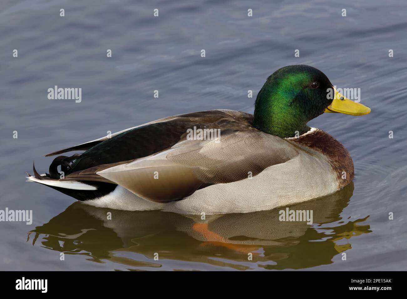 Ein wunderschöner Mallard (Männlich) an einem Wintermorgen. Der glänzende grüne Kopf des Mannes, die grauen Flanken und die schwarze Schwanzlocken sind leicht zu erkennen. Stockfoto