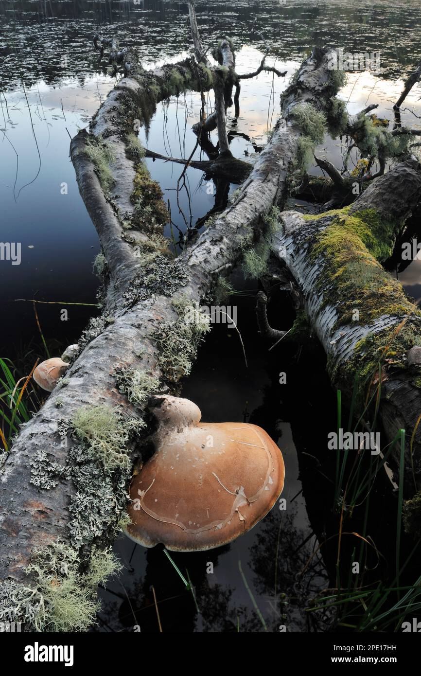 Präparate von Birkenpolypore-Pilzen (Piptoporus betulinus), die am Stamm einer Silberbirke (Betula pendua) wachsen, die von einem europäischen Biber gefällt wurde. Stockfoto