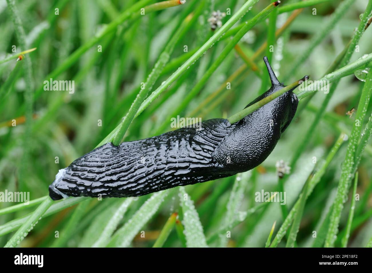 Black Slug (Arion ater) on Grasses in Rain, St Abbs Head National Nature Reserve, Berwickshire, Scottish Borders, Schottland, Mai 2016 Stockfoto