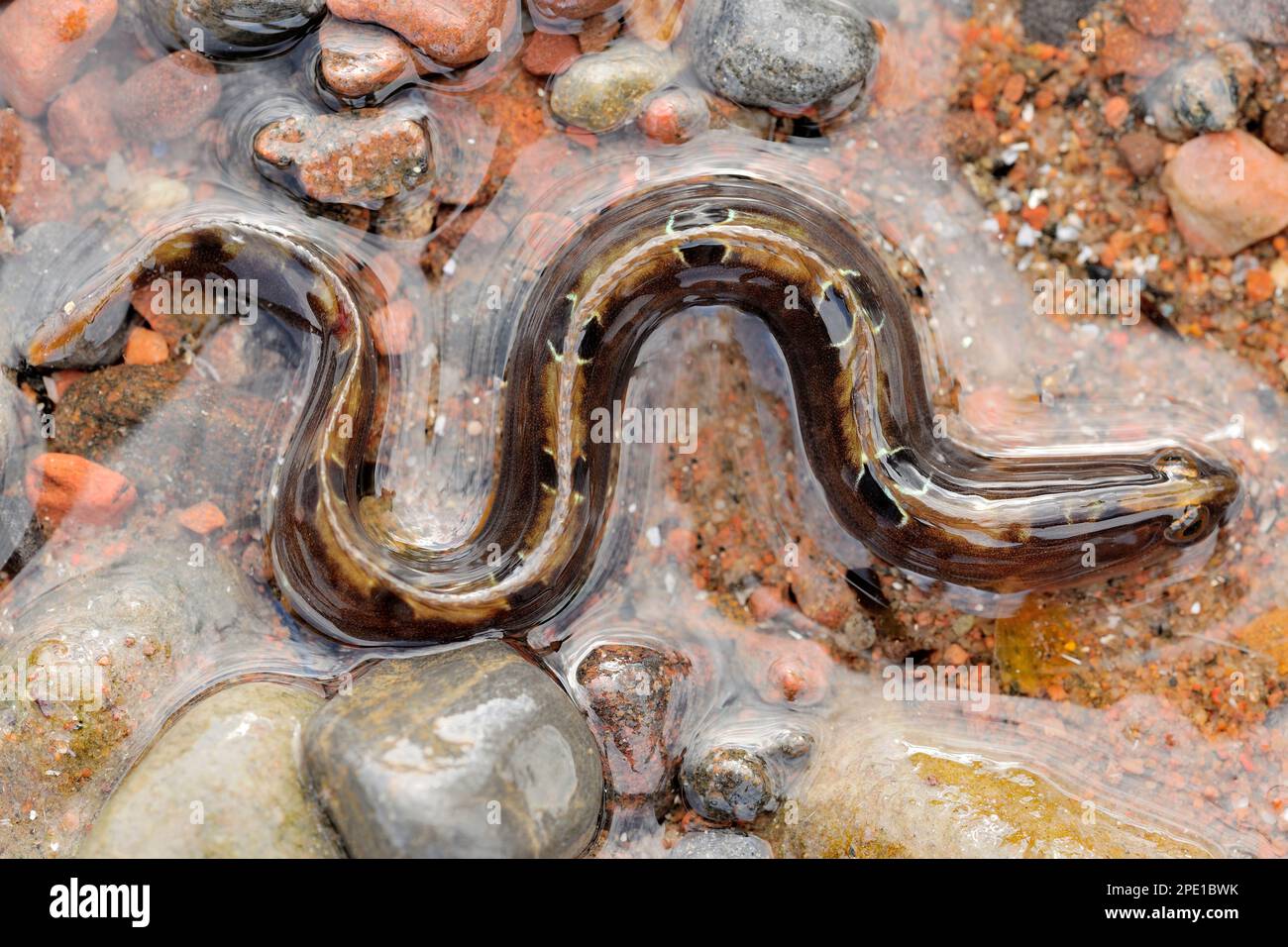 Butterfish (Pholis gunnellus), Specimen stranded in small Pool on Beach at low tide, Moray Firth, Inverness-shire, Schottland, April 2015 Stockfoto