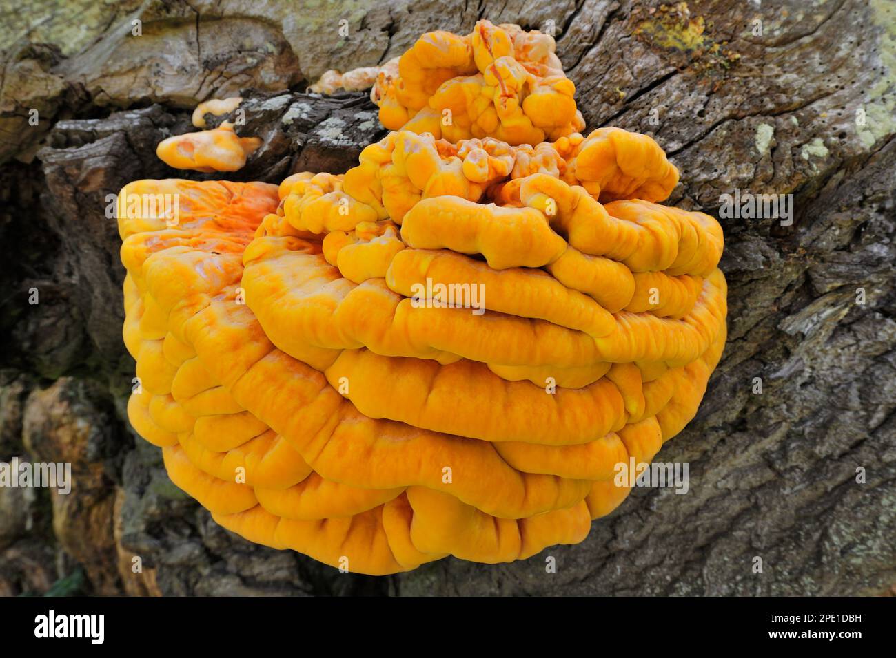 Chicken of the Woods fungi (Laetiporus sulureus) Growing in Decaying Willow Stump, Berwickshire, Scottish Borders, Schottland, Mai 2011 Stockfoto