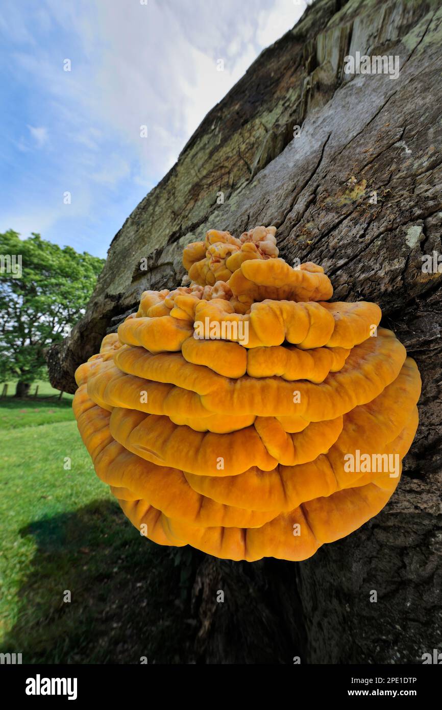 Chicken of the Woods fungi (Laetiporus sulureus) Growing in Decaying Willow Stump, Berwickshire, Scottish Borders, Schottland, Mai 2011 Stockfoto