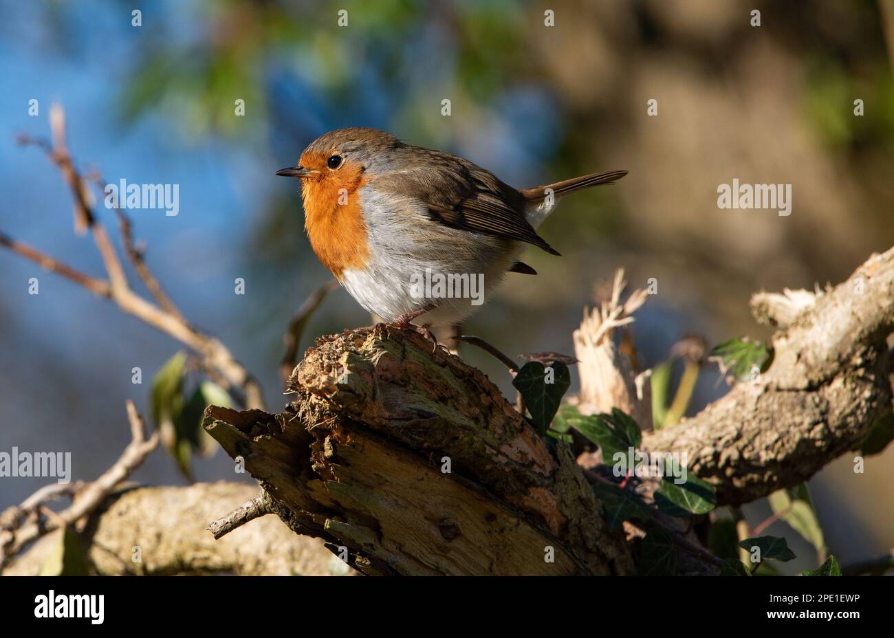 A Robin, Arnside, Milnthorpe, Cumbria, Großbritannien Stockfoto