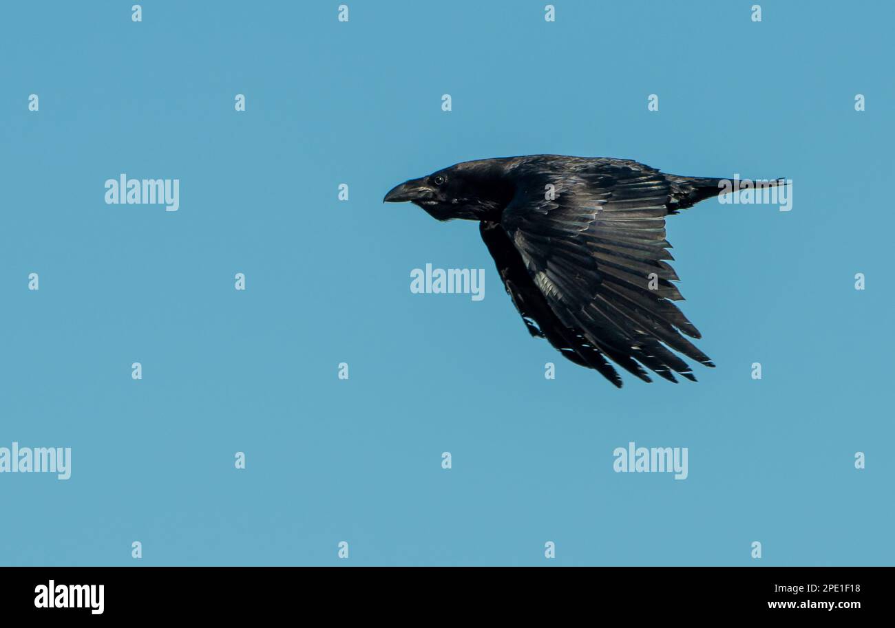 A Raven, Arnside, Milnthorpe, Cumbria, Großbritannien Stockfoto