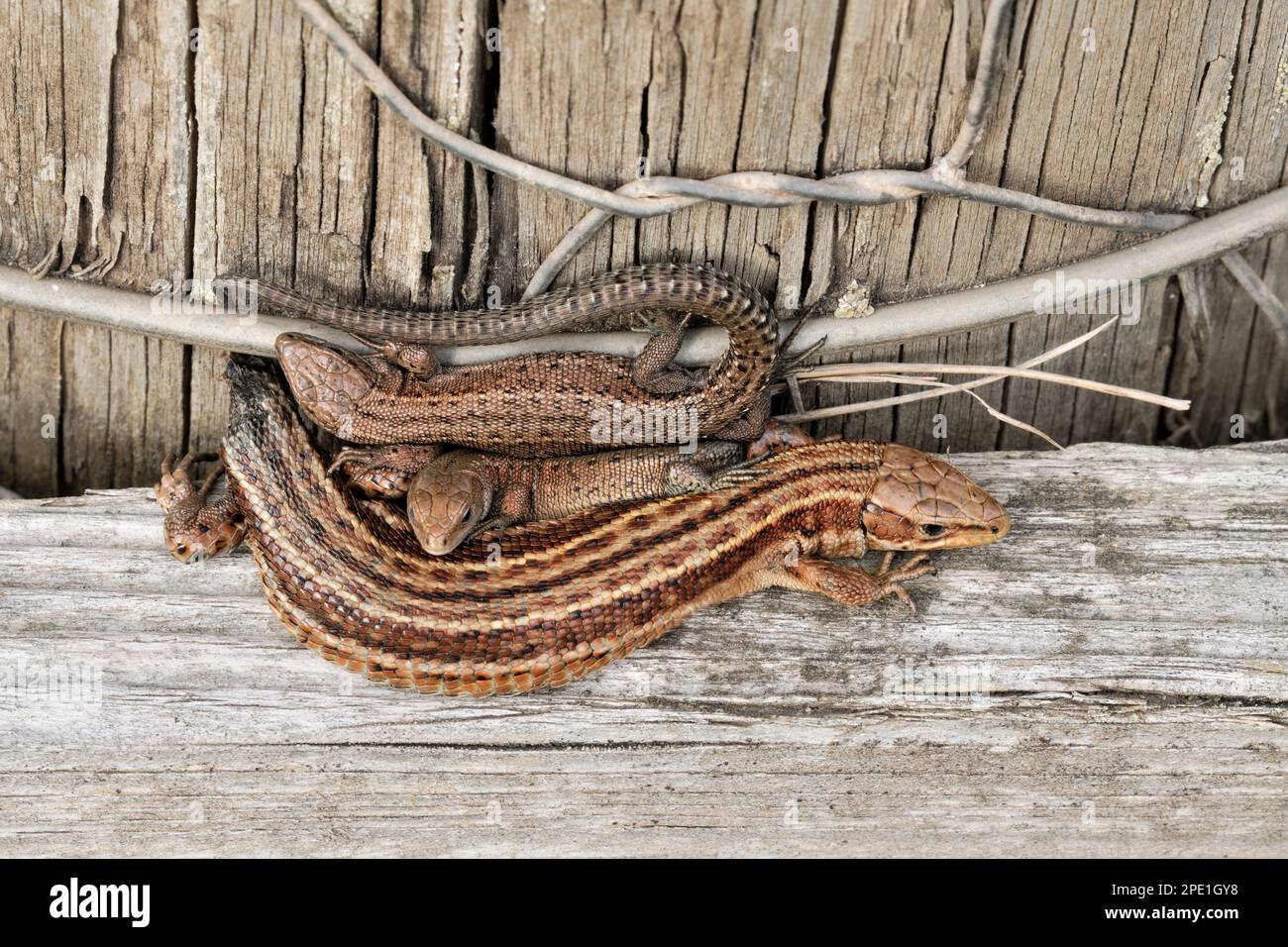Gewöhnliche/viviviparöse Echse (Zootoca vivipara) Nahaufnahme zweier juveniler Eidechsen mit Mutter mit fehlendem Schwanz. Stockfoto