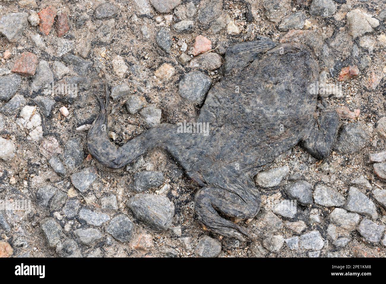 Gemeine Kröte (Bufo bufo) Überreste von im Straßenverkehr getötetem Tier auf der Straßenoberfläche, Berwickshire, Schottische Grenzen, Schottland, April 2015 Stockfoto