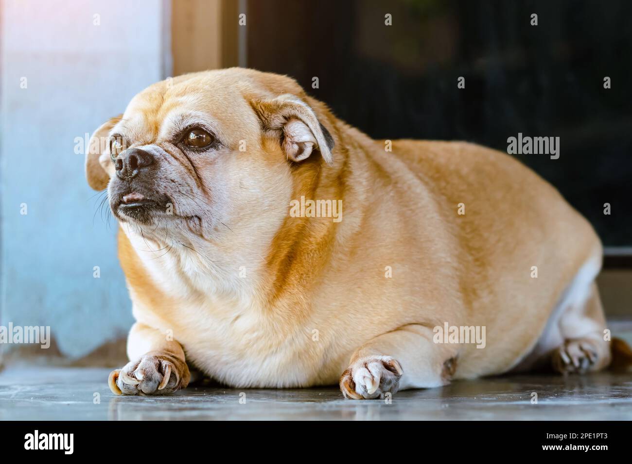 Fetter brauner alter Hund, der vor der Tür liegt und darauf wartet, dass sein Besitzer nach Hause kommt. Der einsame süße Hund liegt auf dem Zementboden und sieht traurig aus. Fauler Hund Stockfoto