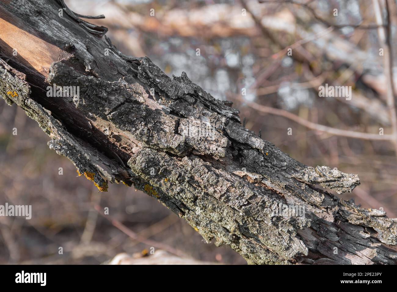 Bellen Sie an einem trockenen Baum mit Moos Stockfoto