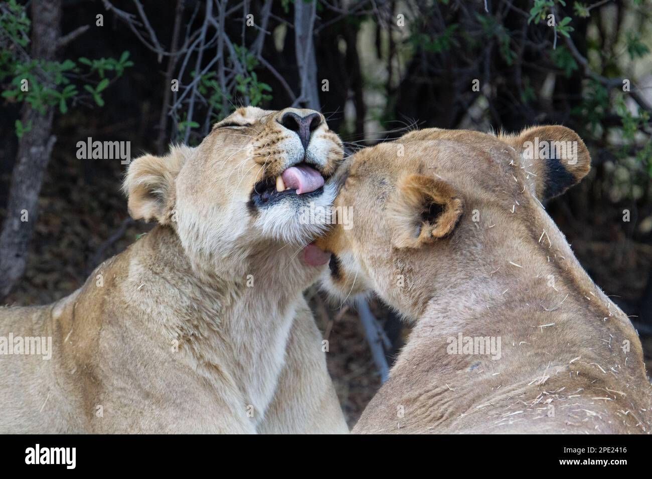 2 Löwen, Panthera leo, Porträt, beide Tiere sind intim. 1 Tier leckt das Gesicht, Kopf des anderen Weibchens. Okavango Delta, Botsuana, Afrika Stockfoto