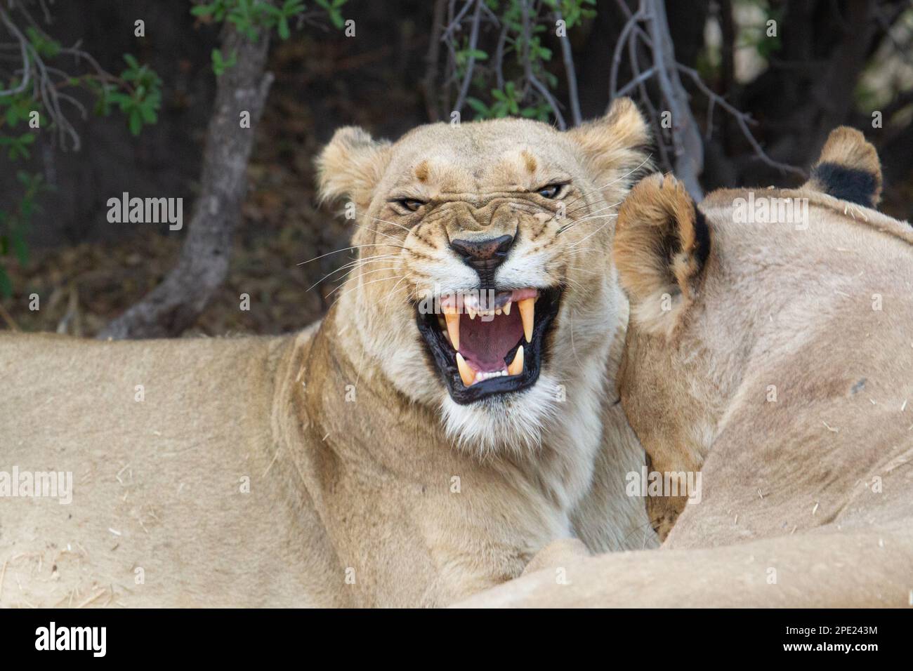 Das Porträt von Löwin, Panthera leo, knurrt vor der Kamera. Porträt von ihrem Gesicht, Kopf nach vorne. Aggressives Verhalten. Okavango Delta, Botsuana, Afrika Stockfoto