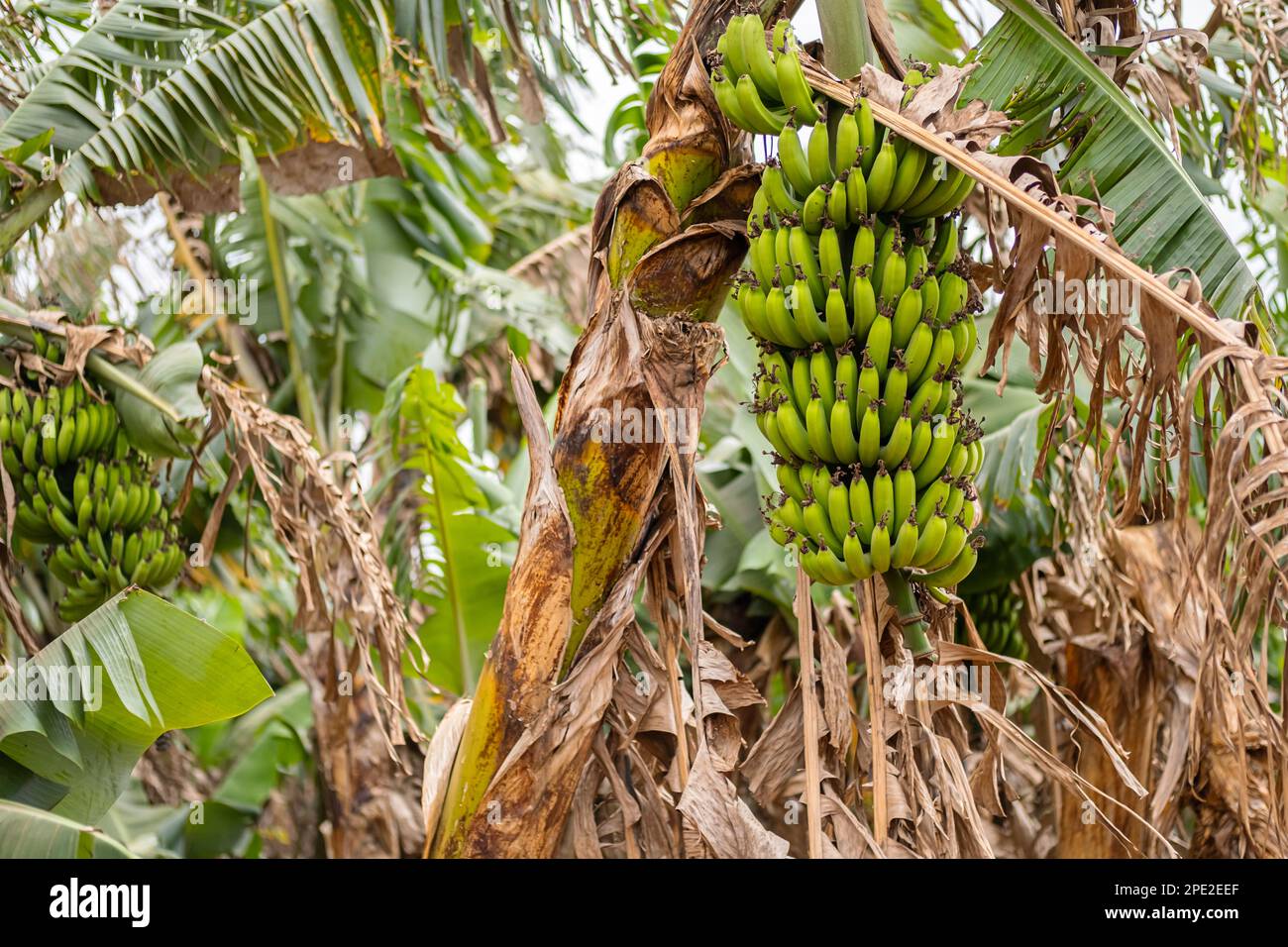 Bananenfrüchte hängen auf Palmenplantagen, Nahaufnahme. Stockfoto