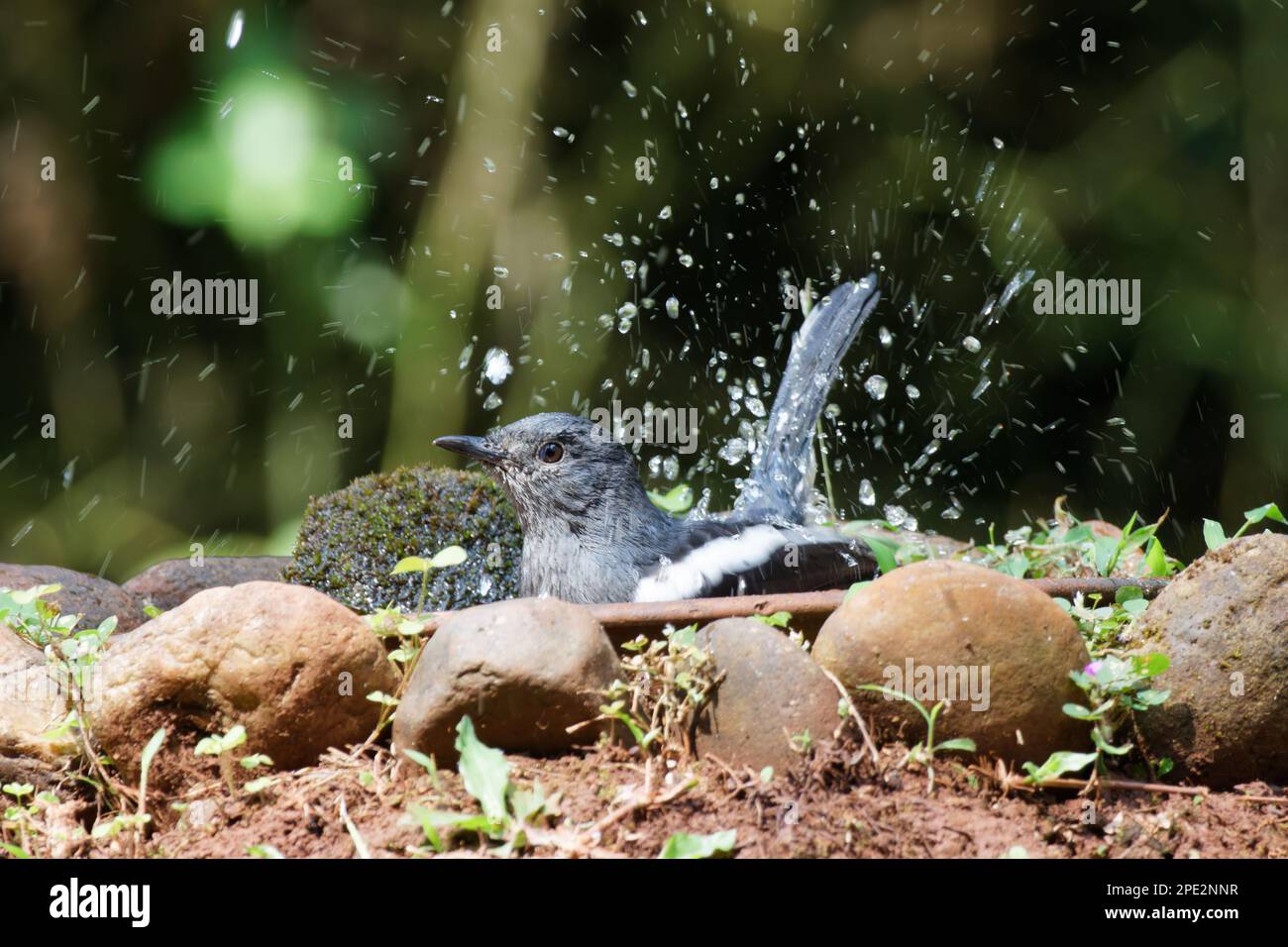 Elster-Robin im natürlichen Lebensraum am Boden auf dem Ast und im Vogelbad Stockfoto