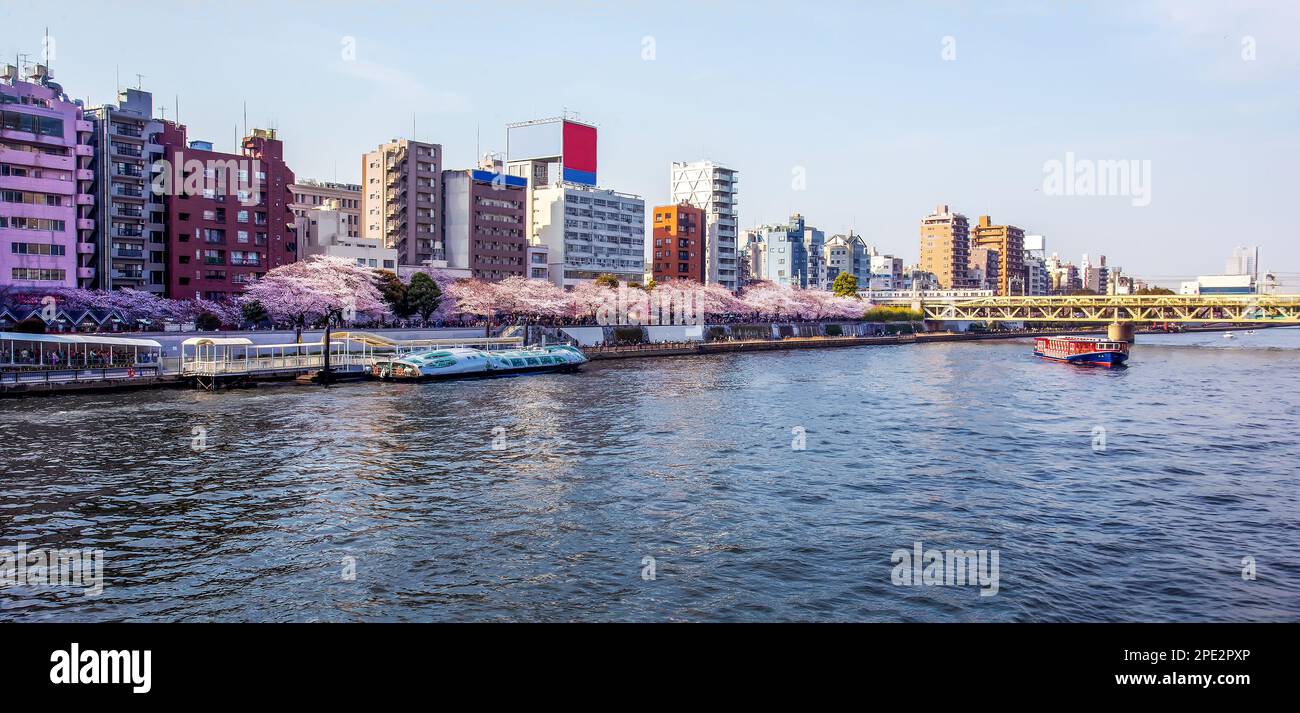 Idyllischer Blick auf den Sumida Park (Asakusa). Mit riesigen Kirschbäumen in Tokio. Die Leute stehen Schlange, um auf dem Vergnügungsboot zu fahren. Auf der rechten Seite sehen Sie das Stockfoto