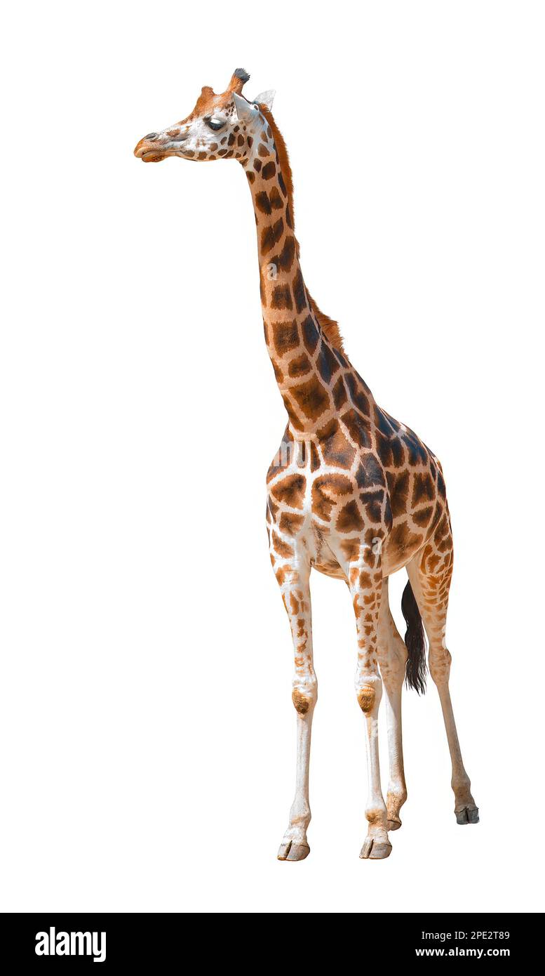Giraffe isoliert auf weißem Hintergrund Stockfoto