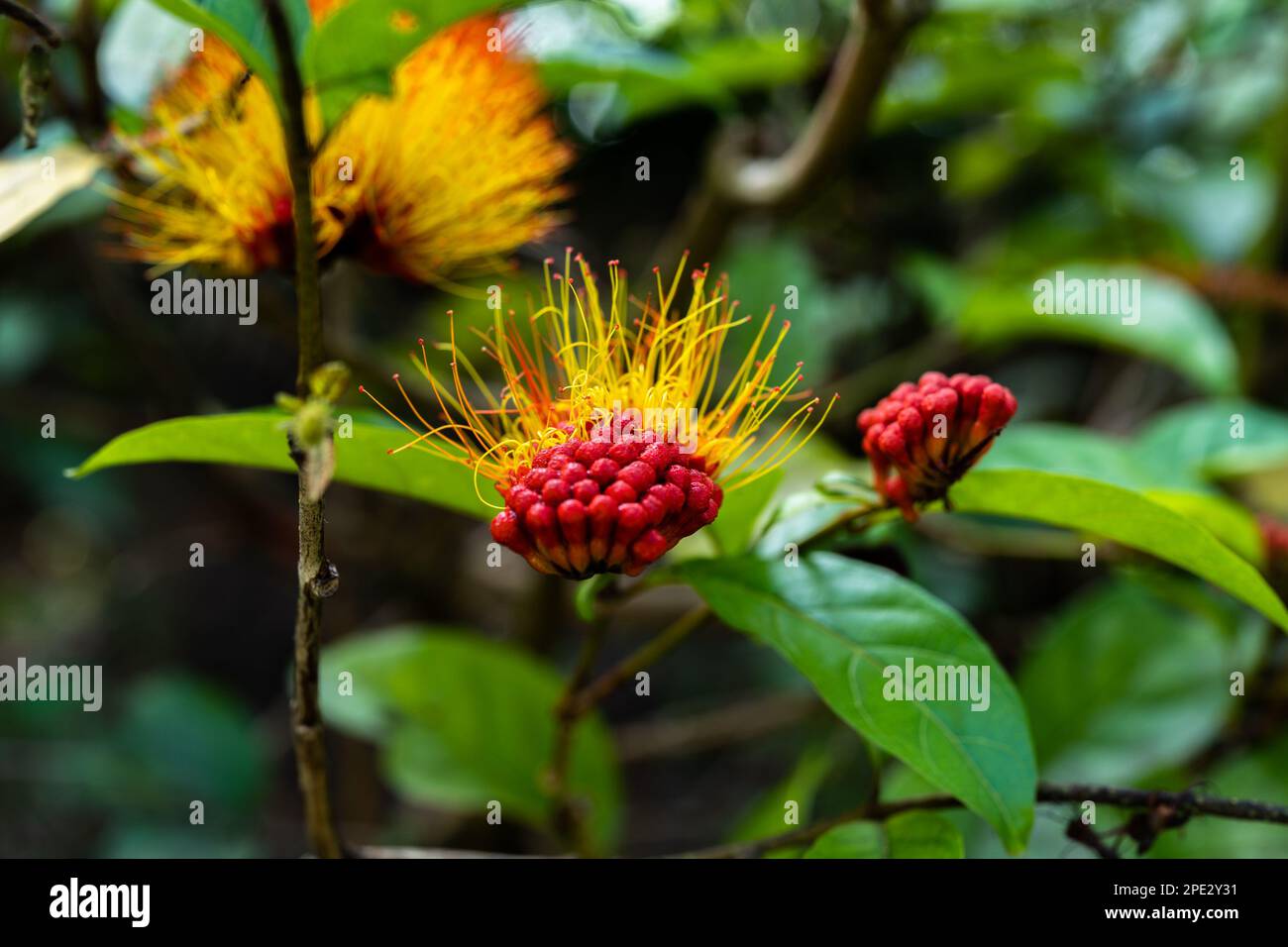 Haarpflanze, Makro Stockfoto