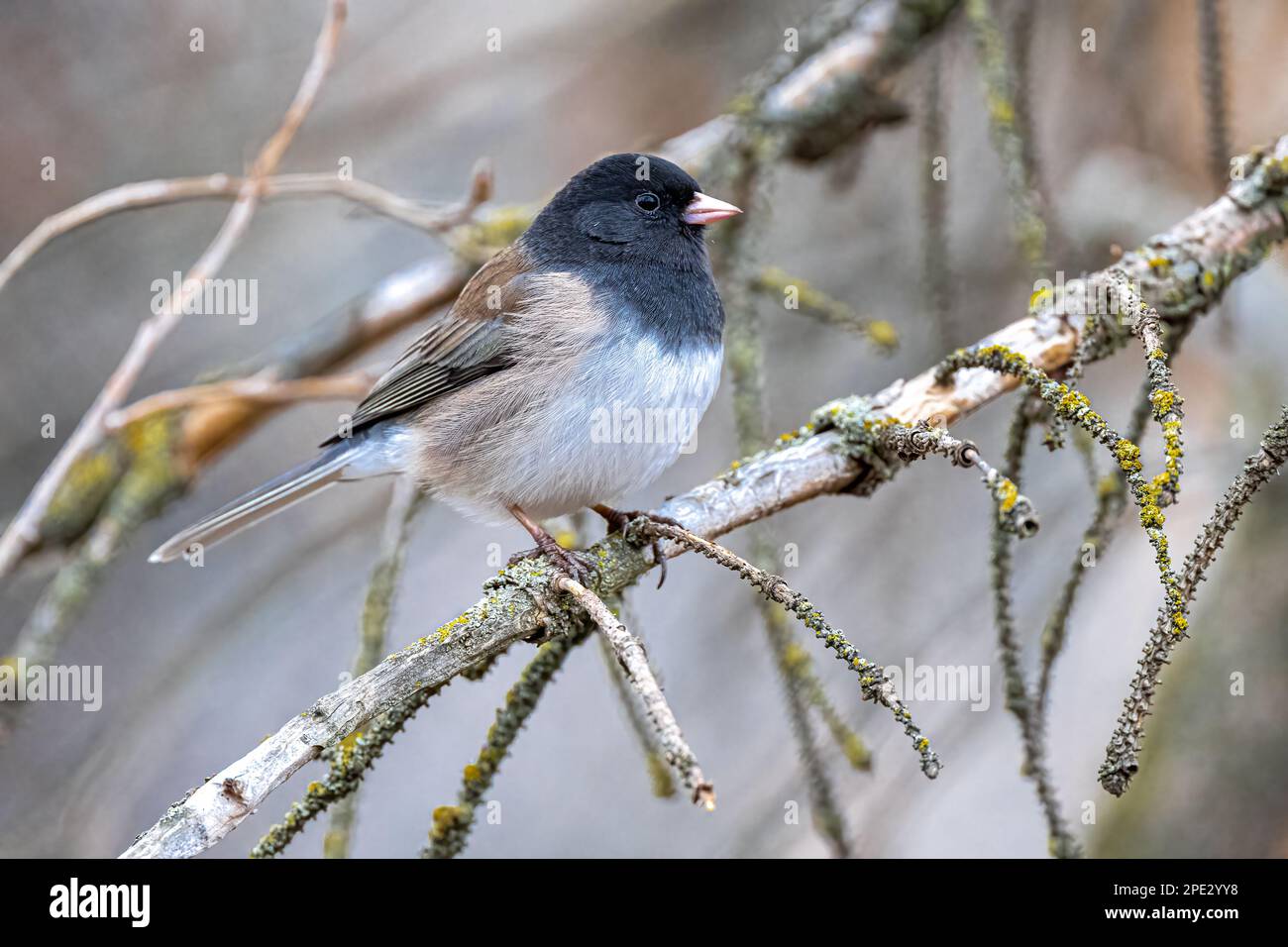 Dornhai-Junco (Junco hyemalis) Stockfoto