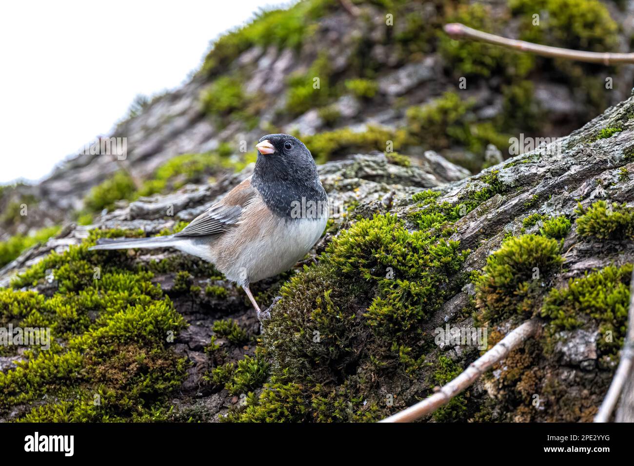 Dunkeläugiger Junco (Junco hyemalis) auf der Suche nach Lebensmitteln Stockfoto