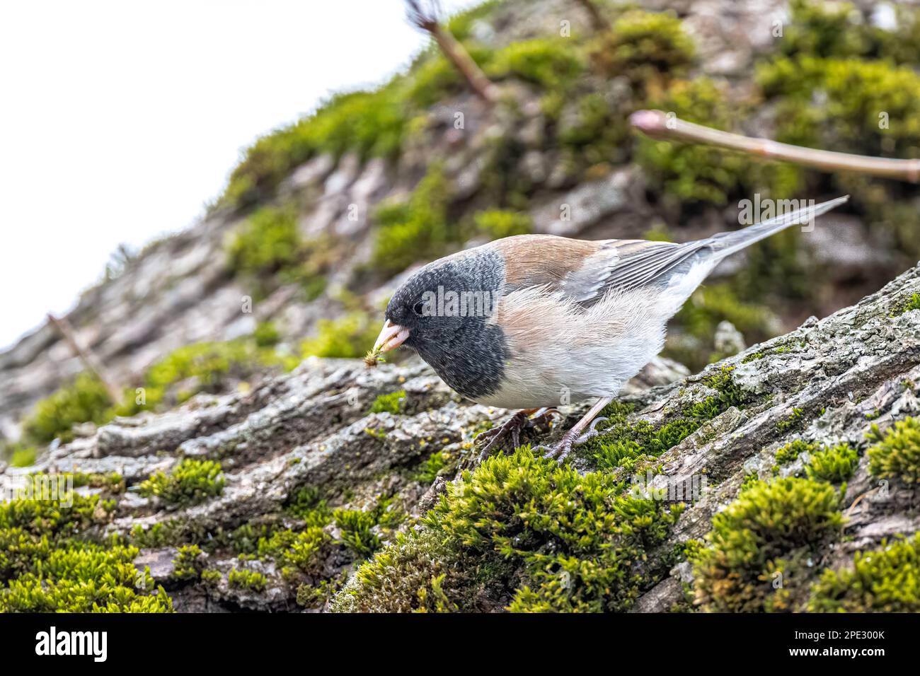 Dunkeläugiger Junco (Junco hyemalis) auf der Suche nach Lebensmitteln Stockfoto