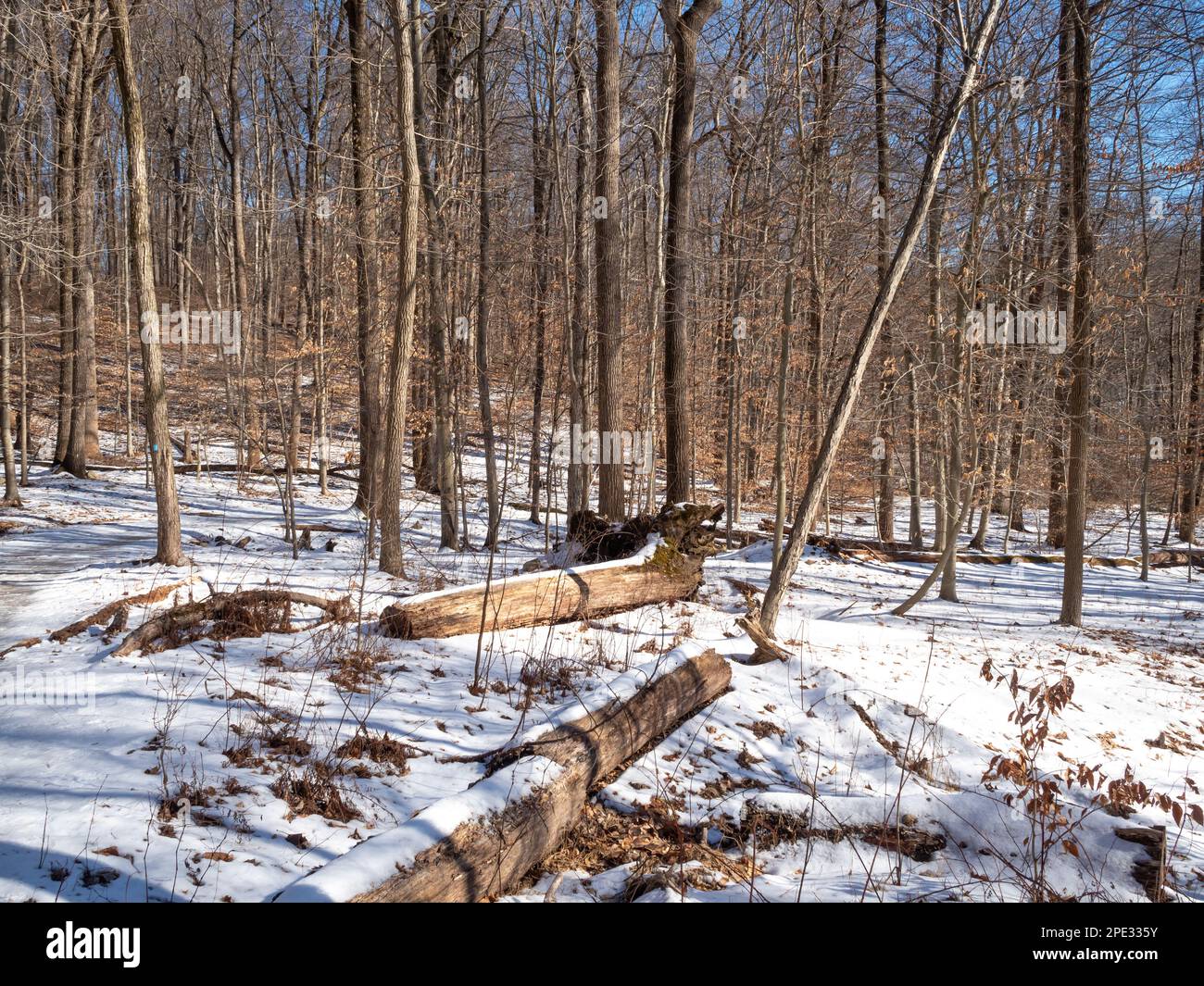Winterlandschaft im Wald mit Schnee Stockfoto