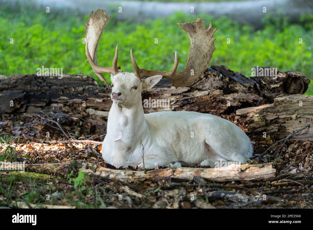 Brauner und weißer Damhirsch mit großen Hörnern, die laufen, laufen, essen, mit Welpen rund um den grünen Wald und gelbe Felder. Der Damhirsch ist ein Egel Stockfoto