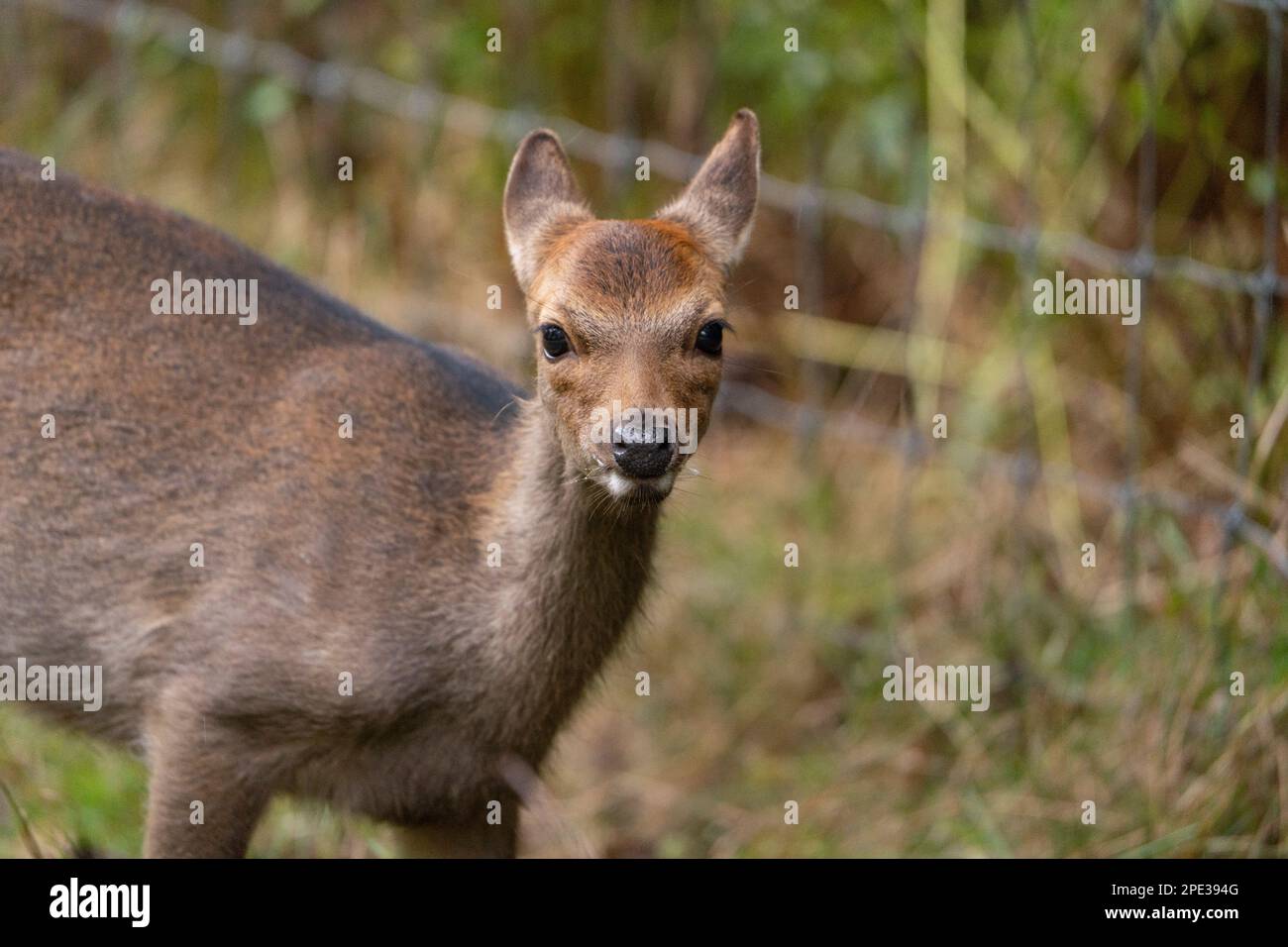 Brauner und weißer Damhirsch mit großen Hörnern, die laufen, laufen, essen, mit Welpen rund um den grünen Wald und gelbe Felder. Der Damhirsch ist ein Egel Stockfoto