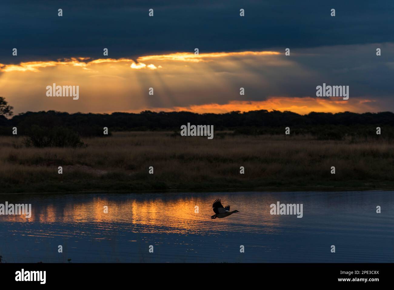 Eine ägyptische Gänse fliegt vor einem dramatischen Sonnenuntergang im simbabwischen Hwange-Nationalpark in Simbabwe. Stockfoto