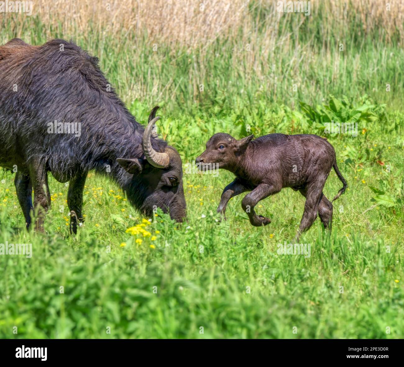 Süßer Wasserbüffel Baby Kalb zehn Tage alt und Mutterkuh, Bubalus bubalis rumänischer Büffel Karpaten Typ, läuft im Naturschutzgebiet Eifel, Deutschland Stockfoto
