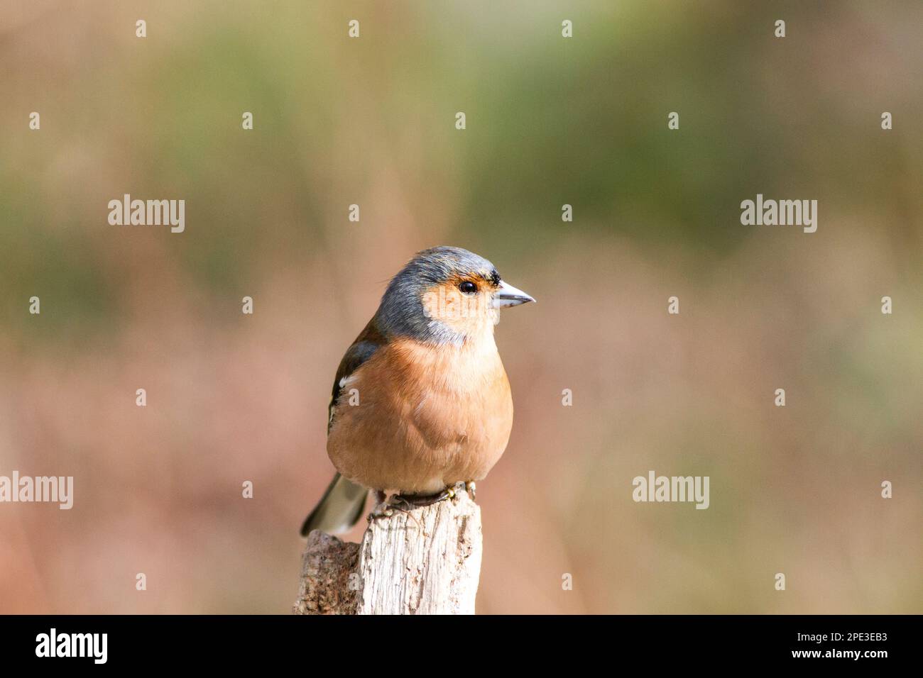 Kaffinchen aus dem Gosforth Park Naturschutzgebiet in Newcastle upon Tyne Stockfoto