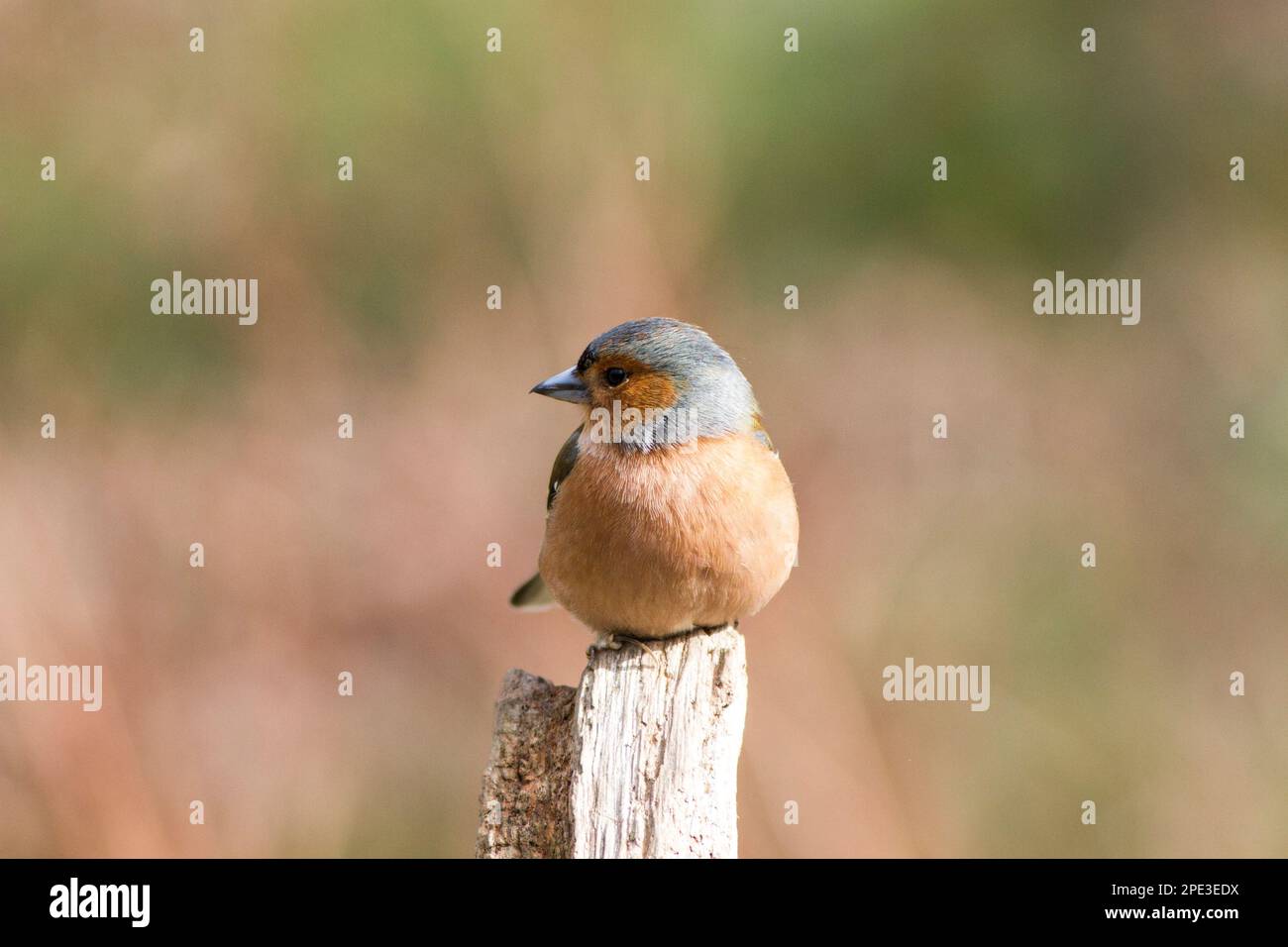 Kaffinchen aus dem Gosforth Park Naturschutzgebiet in Newcastle upon Tyne Stockfoto