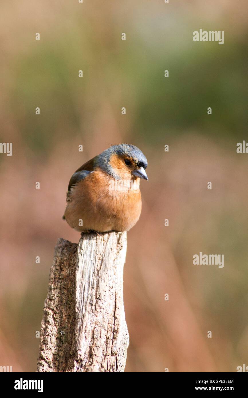 Kaffinchen aus dem Gosforth Park Naturschutzgebiet in Newcastle upon Tyne Stockfoto