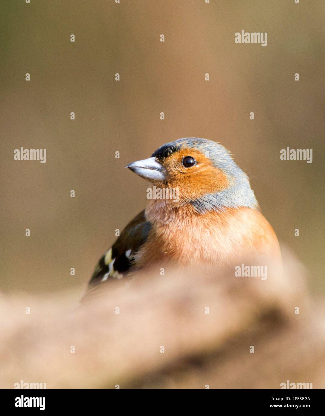 Kaffinchen aus dem Gosforth Park Naturschutzgebiet in Newcastle upon Tyne Stockfoto