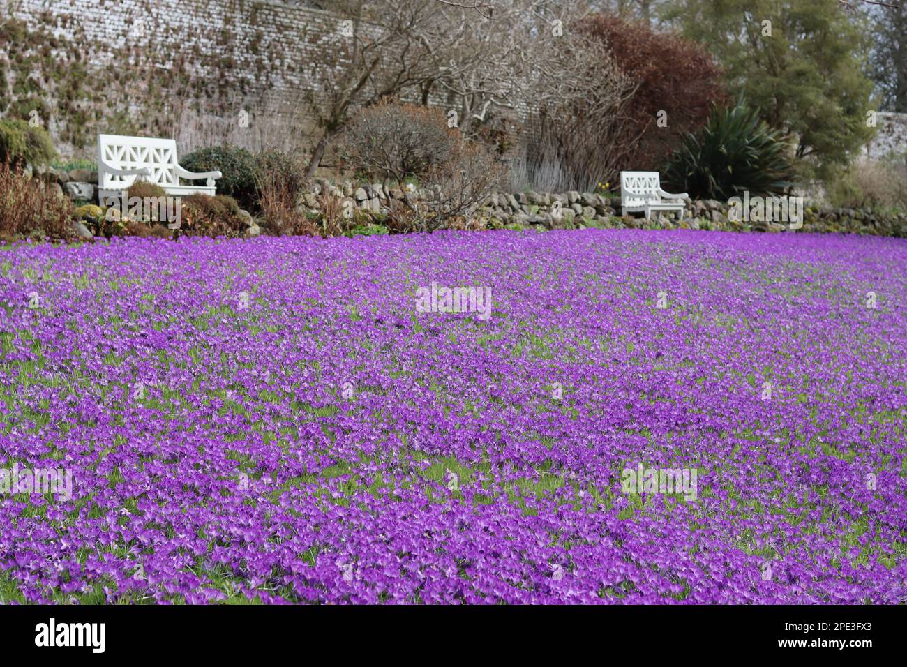 Massen von leuchtend lila Krokussen in einem Garten in der Frühlingssonne, überblickt von weißen Bänken Stockfoto