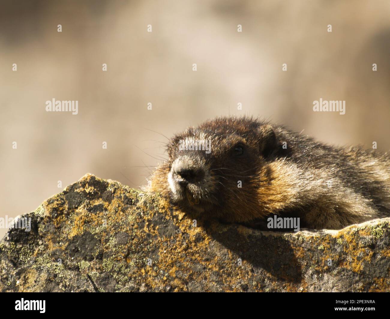 Ein Murmeltier sitzt auf einem Felsen Stockfoto