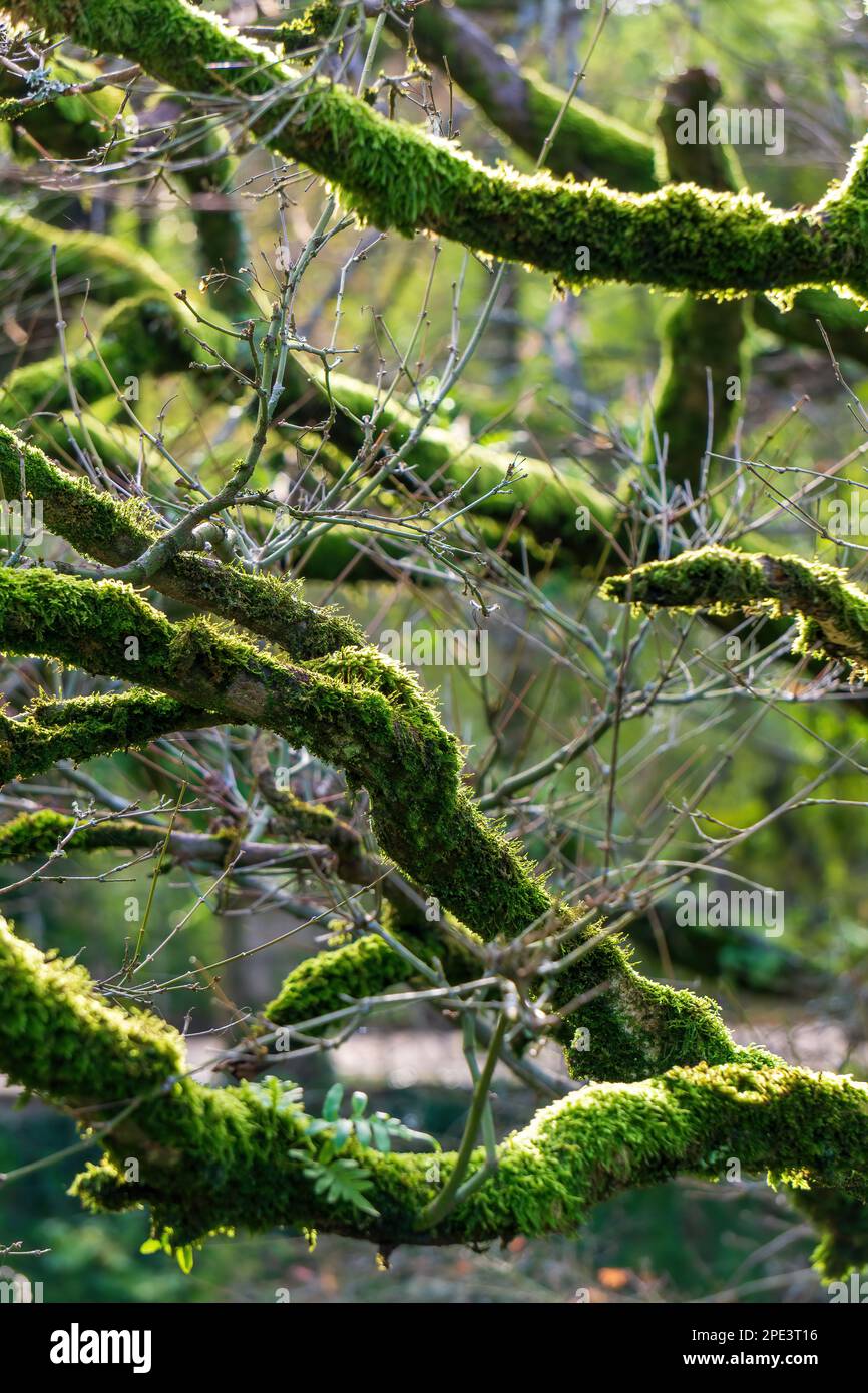 Mit grünem Moos bedeckte Äste im Sonnenhintergrund Stockfoto