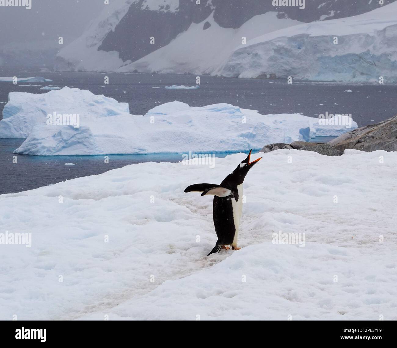 Ein Pinguin steht auf einem Gletscher mit offenem Schnabel und Eisbergen im Hintergrund Stockfoto