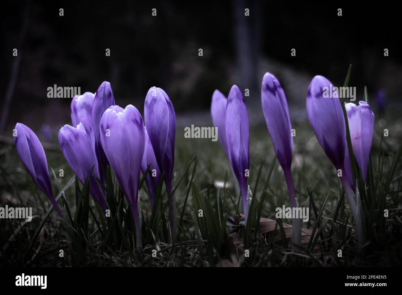 Crocus-Blume mit flachem freiheitsgrad des Feldes im Frühling. Stockfoto