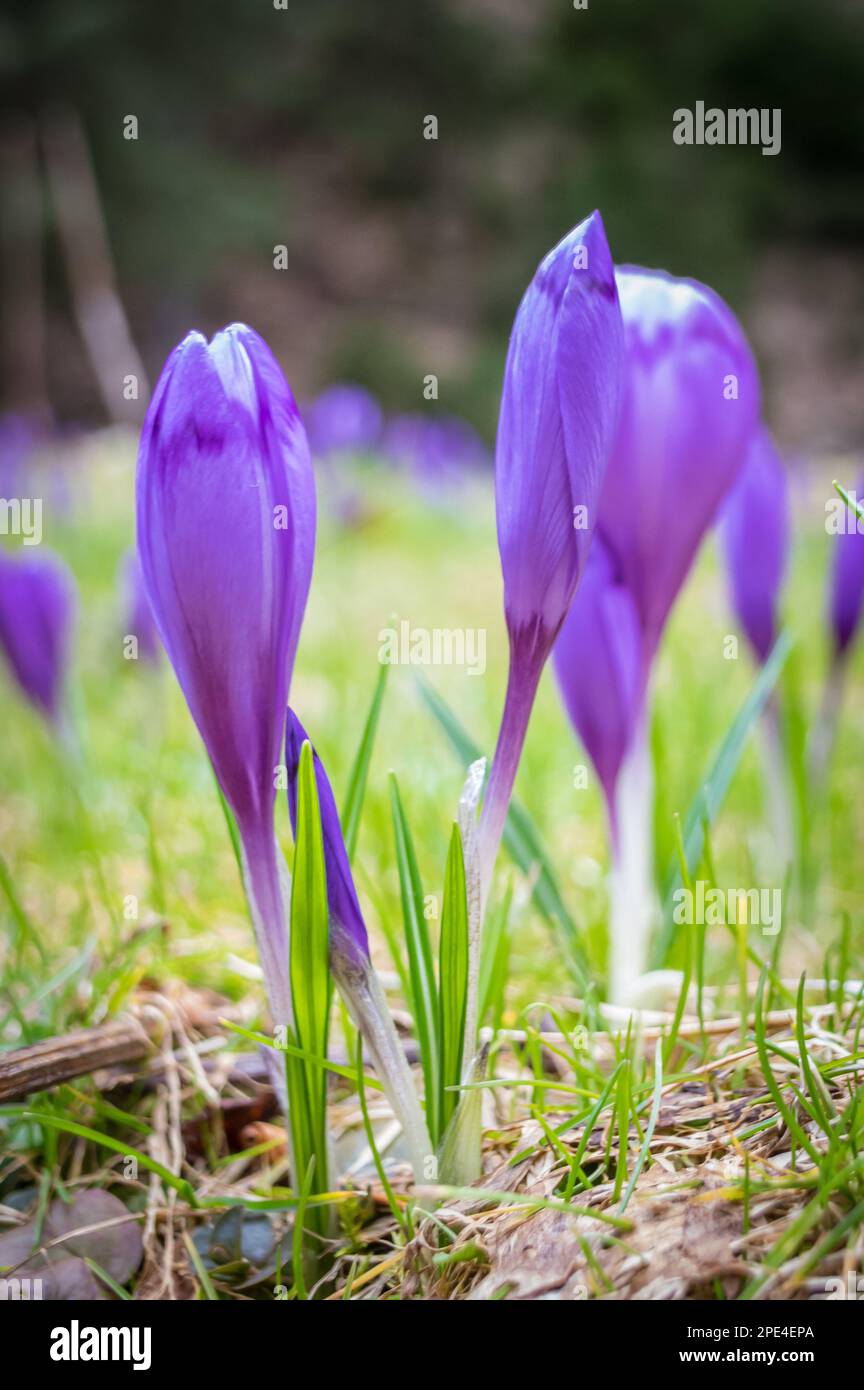Crocus-Blume mit flachem freiheitsgrad des Feldes im Frühling. Stockfoto