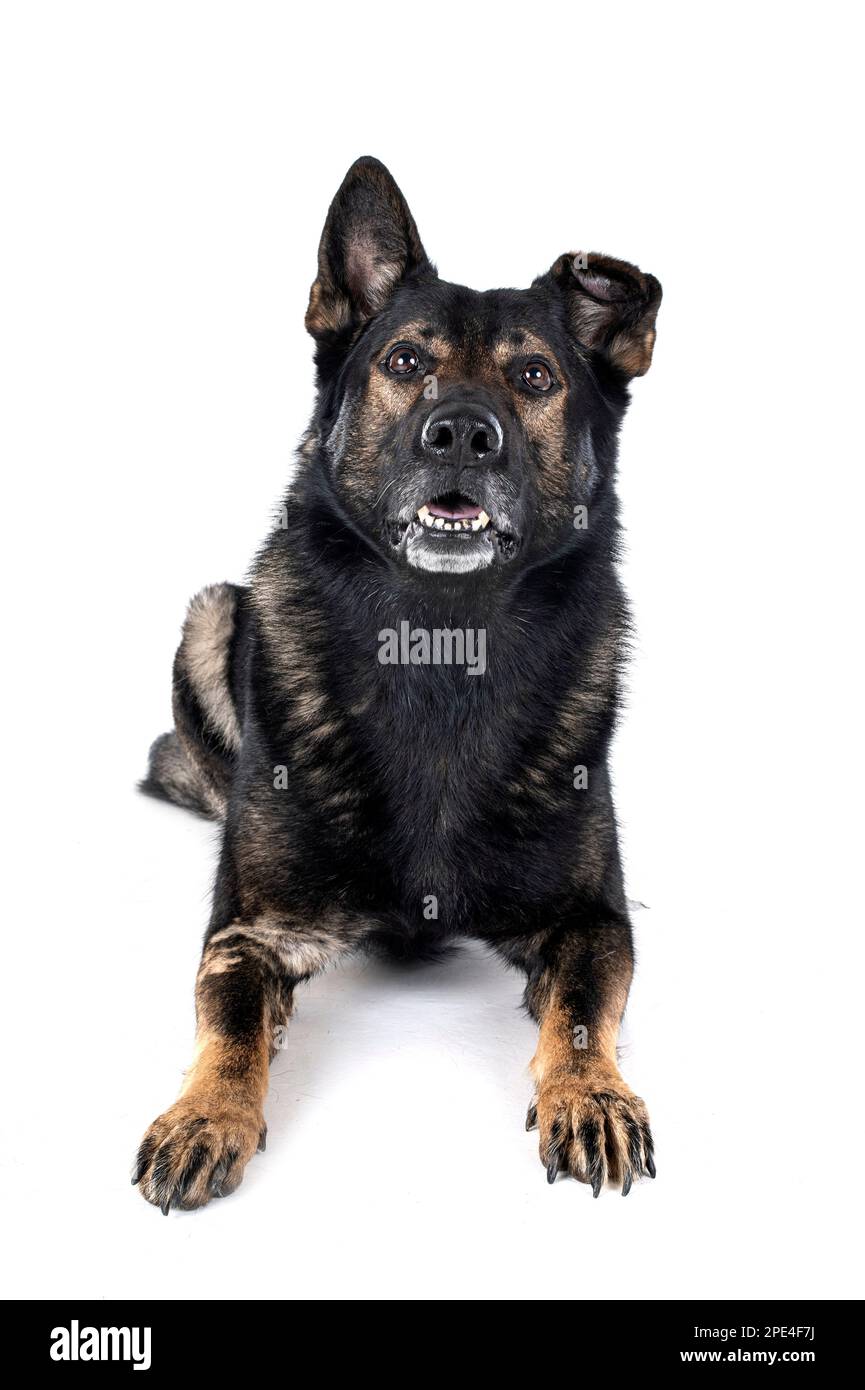 Schäferhund vor weißem Hintergrund Stockfoto