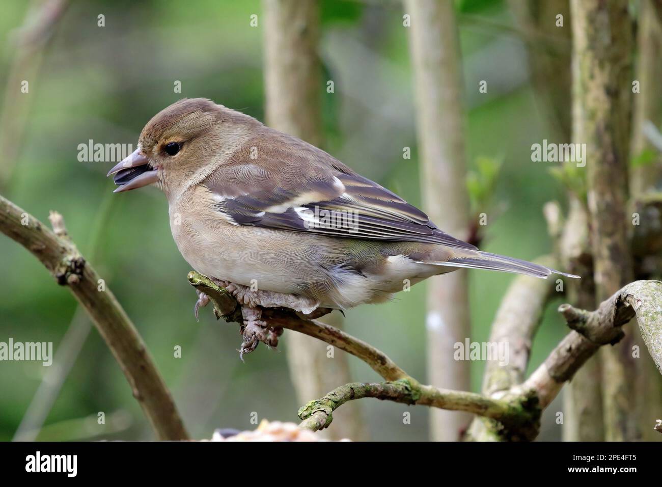Weibliche gewöhnliche Chaffinch (Frigilla coelebs) mit kranken Füßen. Stockfoto