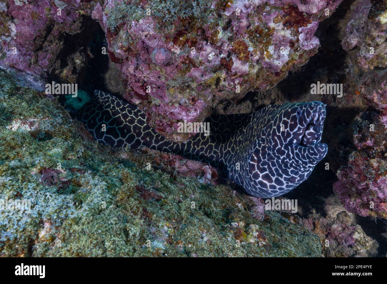 Ein Muränen-Aal, der während des Tauchens in Netrani (Karnataka, Indien) fotografiert wurde Stockfoto