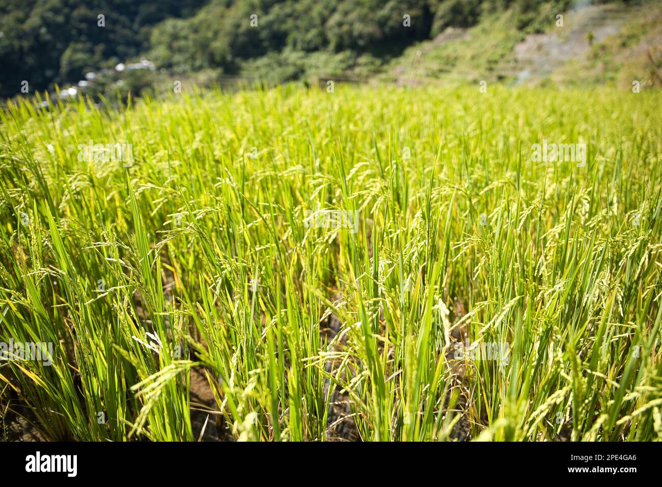 Eine Reisterrasse von Banaue auf den Philippinen, junge Reispflanzen im Fokus im Vordergrund. Stockfoto