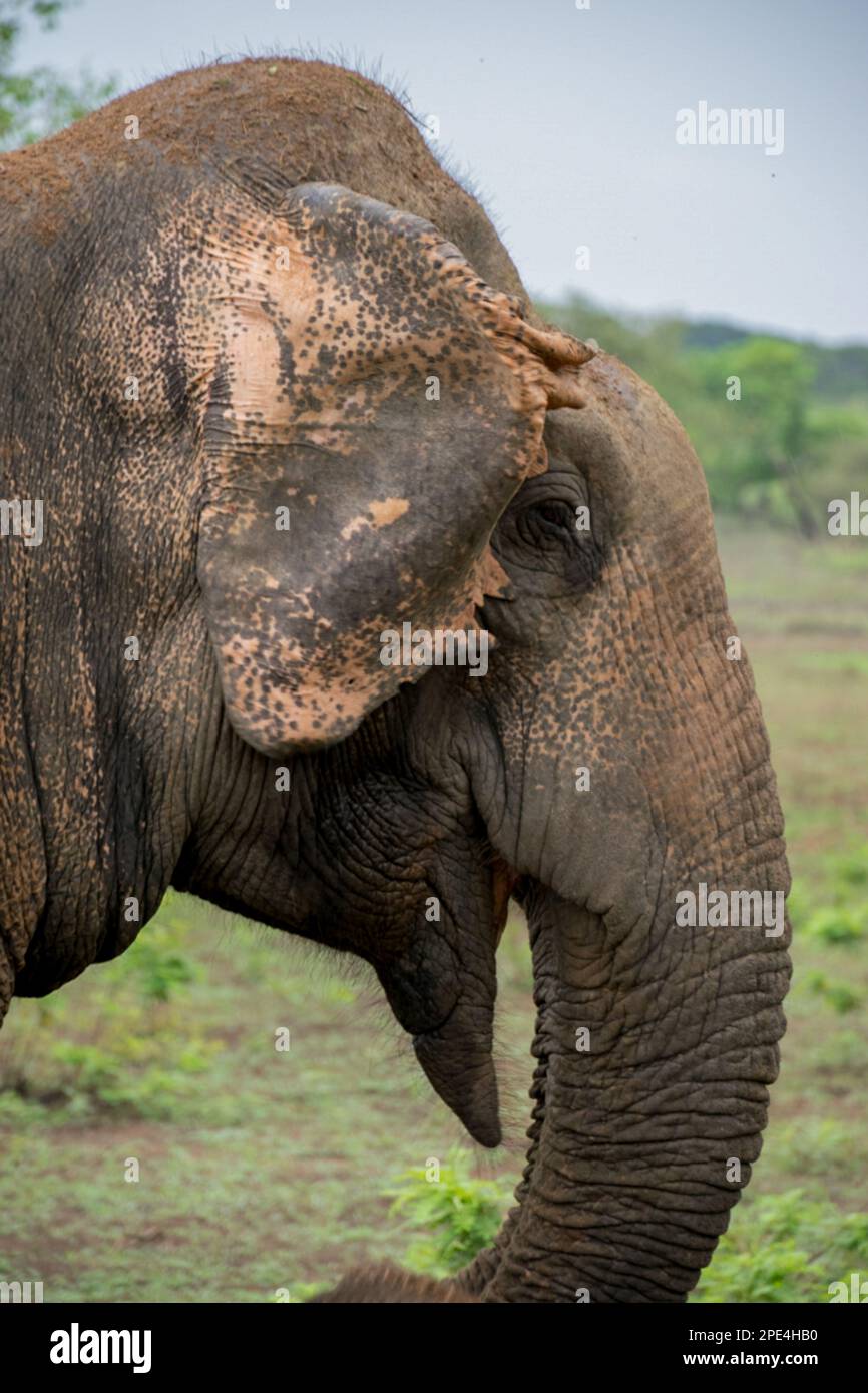 Ein majestätischer Sri-lankischer Elefant in der ungezähmten Schönheit des Yala-Nationalparks Stockfoto