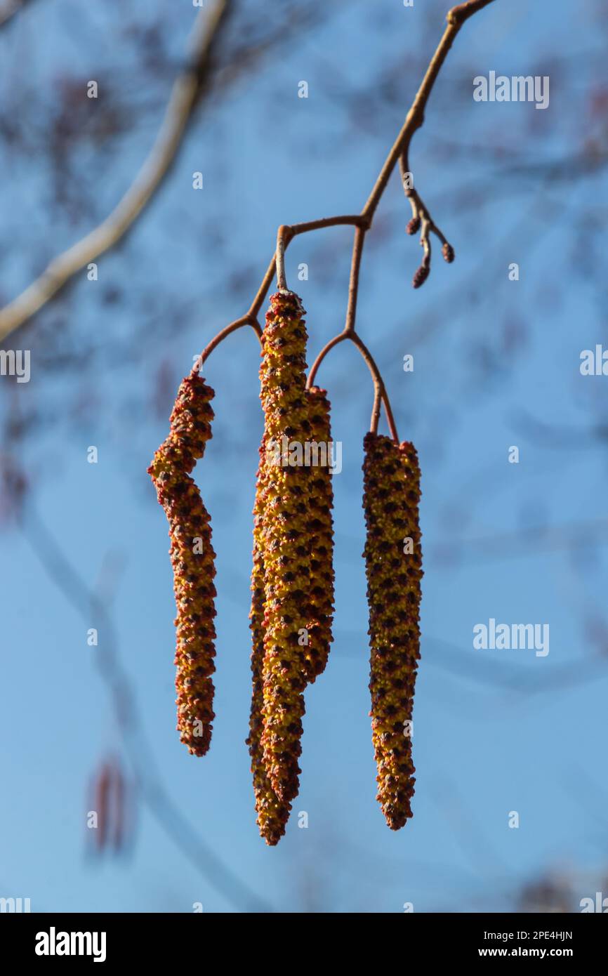 Europäischer Erle, Alnus glutinosa, Zweig mit reifen weiblichen Katzen, blühenden männlichen Katzen und Knospen auf weichem Hintergrund, selektiver Fokus. Stockfoto